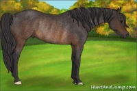 Horse Color:Buckskin Rabicano 