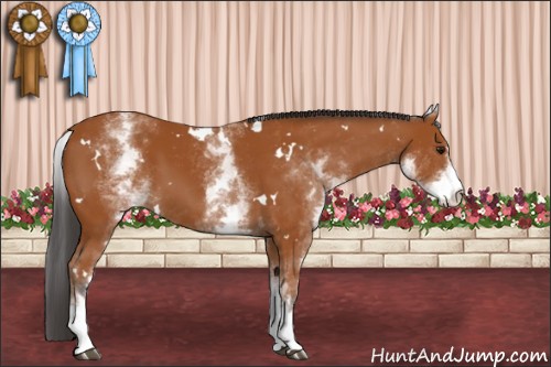 Horse Color:White Spotted Bay 