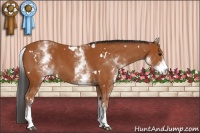 Horse Color:White Spotted Bay
