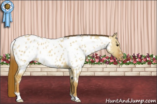 Horse Color:White Spotted Red Dun Appaloosa