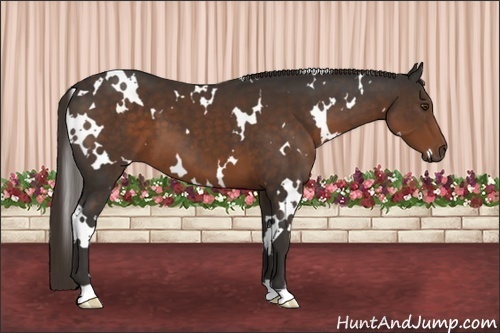 Horse Color:White Spotted Liver Chestnut