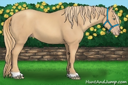 Horse Color:Gold Champagne