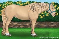 Horse Color:Gold Champagne