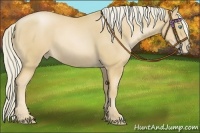 Horse Color:Palomino Pearl