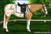 Horse Color:Chestnut Splash Appaloosa 