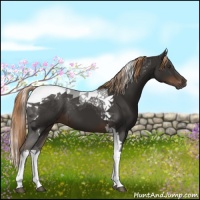 Horse Color:Liver Chestnut Tobiano 