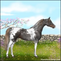 Horse Color:Liver Chestnut Tobiano 
