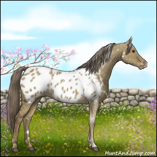 Horse Color:White Spotted Chocolate Palomino Dun Blanket