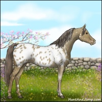 Horse Color:White Spotted Chocolate Palomino Dun Blanket