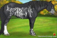 Horse Color:Black Frame  and Black 