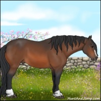 Horse Color:Bay Sabino 