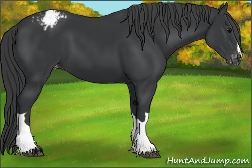 Horse Color:Black Appaloosa