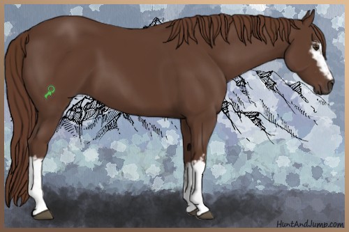 Horse Color:White Spotted Liver Chestnut 