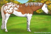 Horse Color:Silver Bay Splash Appaloosa 