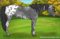 Horse Color:Black Ice Appaloosa 