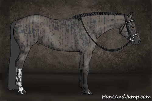 Horse Color:Black and Grullo