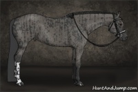 Horse Color:Black  and Grullo 