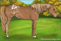 Horse Color:Chestnut Appaloosa 