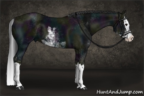 Horse Color:Midnight Black Sabino Splash