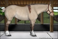 Horse Color:Silver Brown Dun Rabicano 