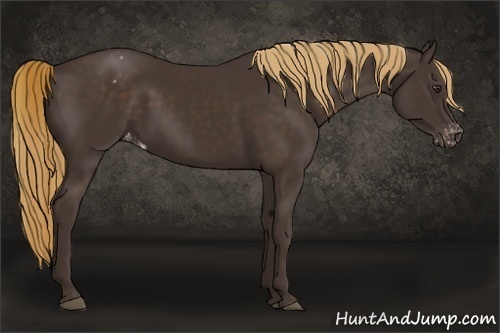 Horse Color:Liver Chestnut Appaloosa 
