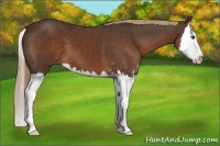 Horse Color:Liver Chestnut Sabino Splash 
