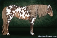Horse Color:Liver Chestnut Near Leopard 