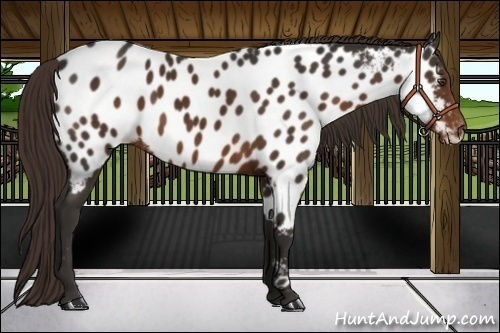Horse Color:Liver Chestnut Appaloosa 