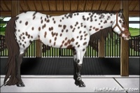 Horse Color:Liver Chestnut Appaloosa