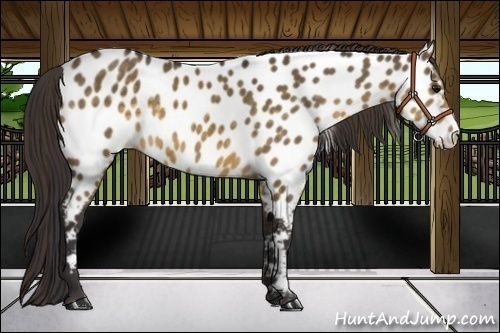 Horse Color:Buckskin Dun Appaloosa 