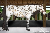 Horse Color:Buckskin Dun Appaloosa