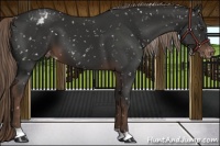 Horse Color:Liver Chestnut Appaloosa