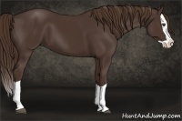 Horse Color:Liver Chestnut Splash 