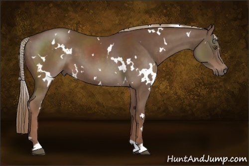 Horse Color:White Spotted Liver Chestnut 