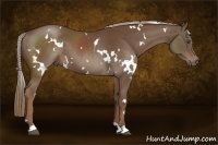 Horse Color:White Spotted Liver Chestnut