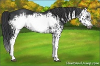 Horse Color:Black Splash Frame  and Black Splash Frame 
