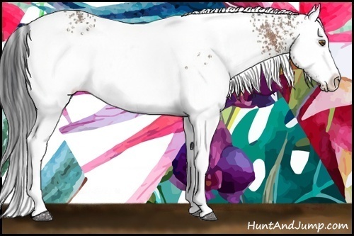 Horse Color:White Spotted Bay