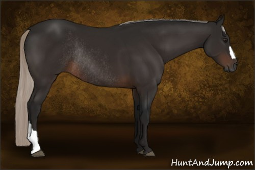 Horse Color:Gray Silver Bay Rabicano 