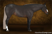 Horse Color:Gray Silver Bay Rabicano