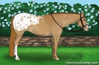 Horse Color:Chestnut Appaloosa 