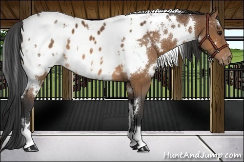 Horse Color:White Spotted Bay Appaloosa