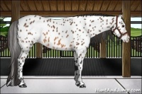 Horse Color:White Spotted Bay Appaloosa