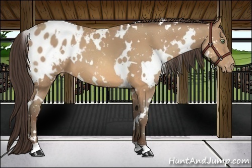 Horse Color:White Spotted Amber Champagne Appaloosa 