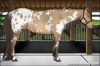 Horse Color:White Spotted Amber Champagne Appaloosa
