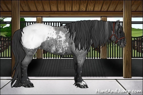 Horse Color:Blue Roan Appaloosa