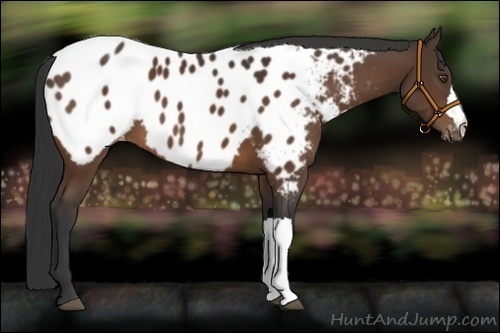 Horse Color:Brown Appaloosa 