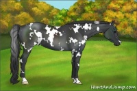 Horse Color:White Spotted Black