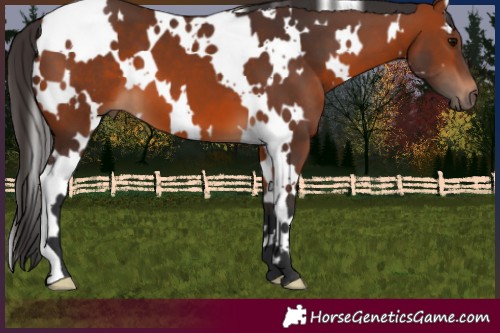 Horse Color:White Spotted Bay 