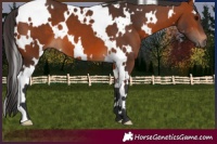 Horse Color:White Spotted Bay 