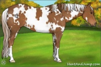 Horse Color:White Spotted Chestnut 